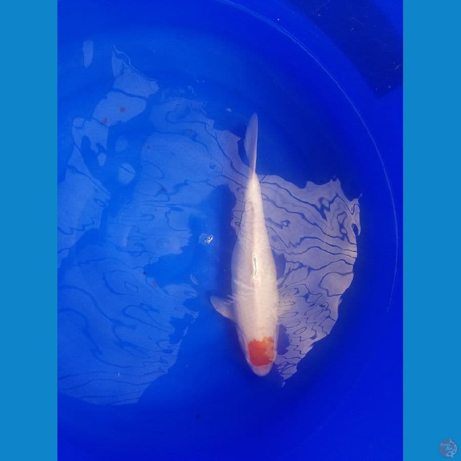 tancho kohaku female ..40 cm body ihuy..