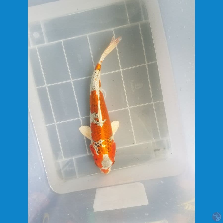 kujaku sisik 32 cm