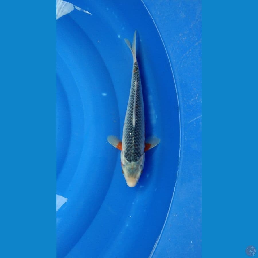Asagi 32cm