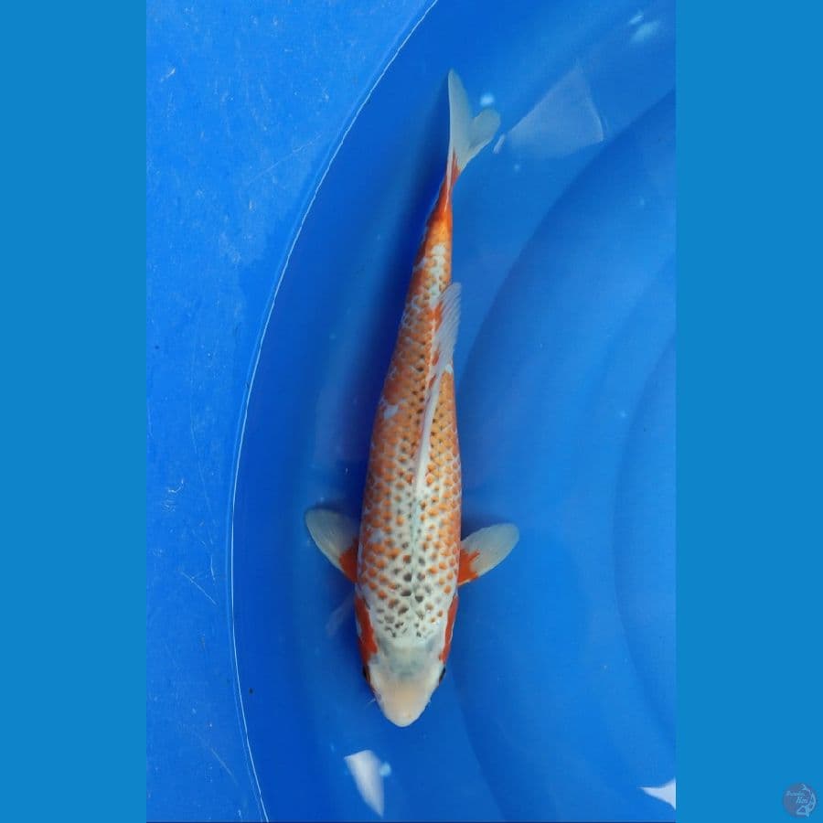 asagi kanoko 38cm F