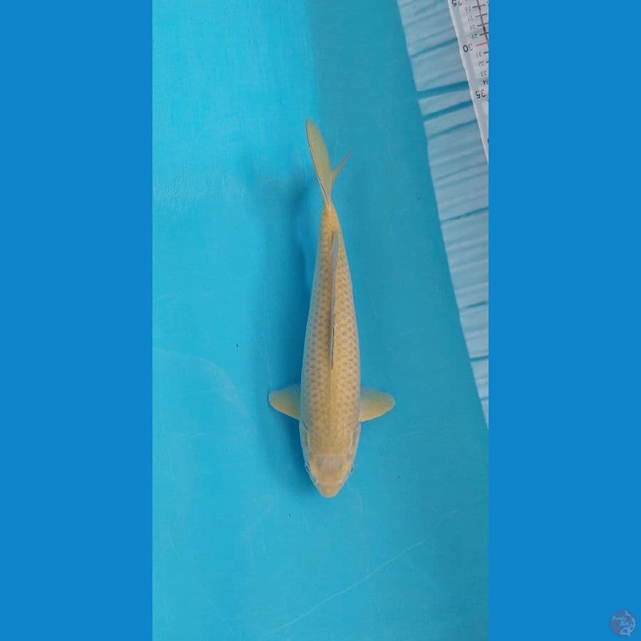 midori 32 cm