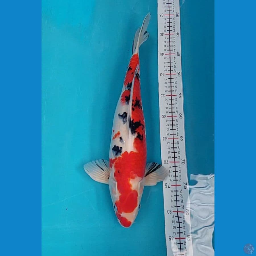 sanke 45 cm