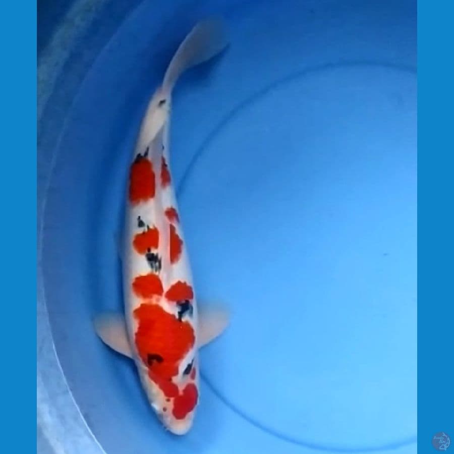 SANKE 45 CM
