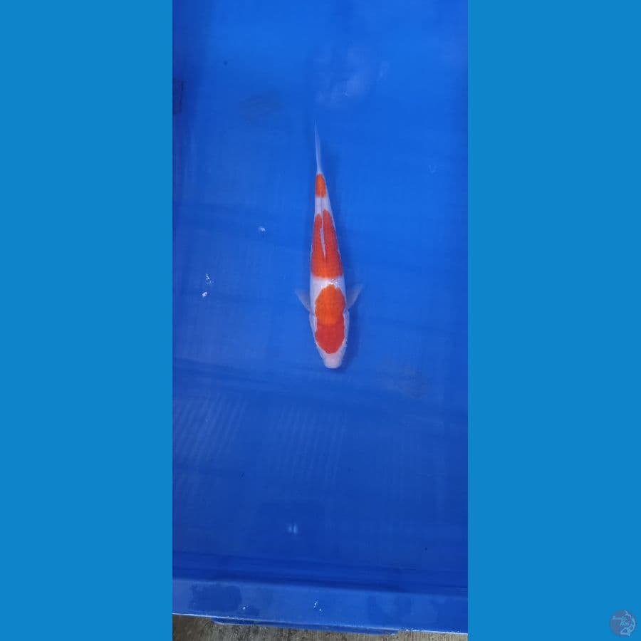 Kohaku 21 cm