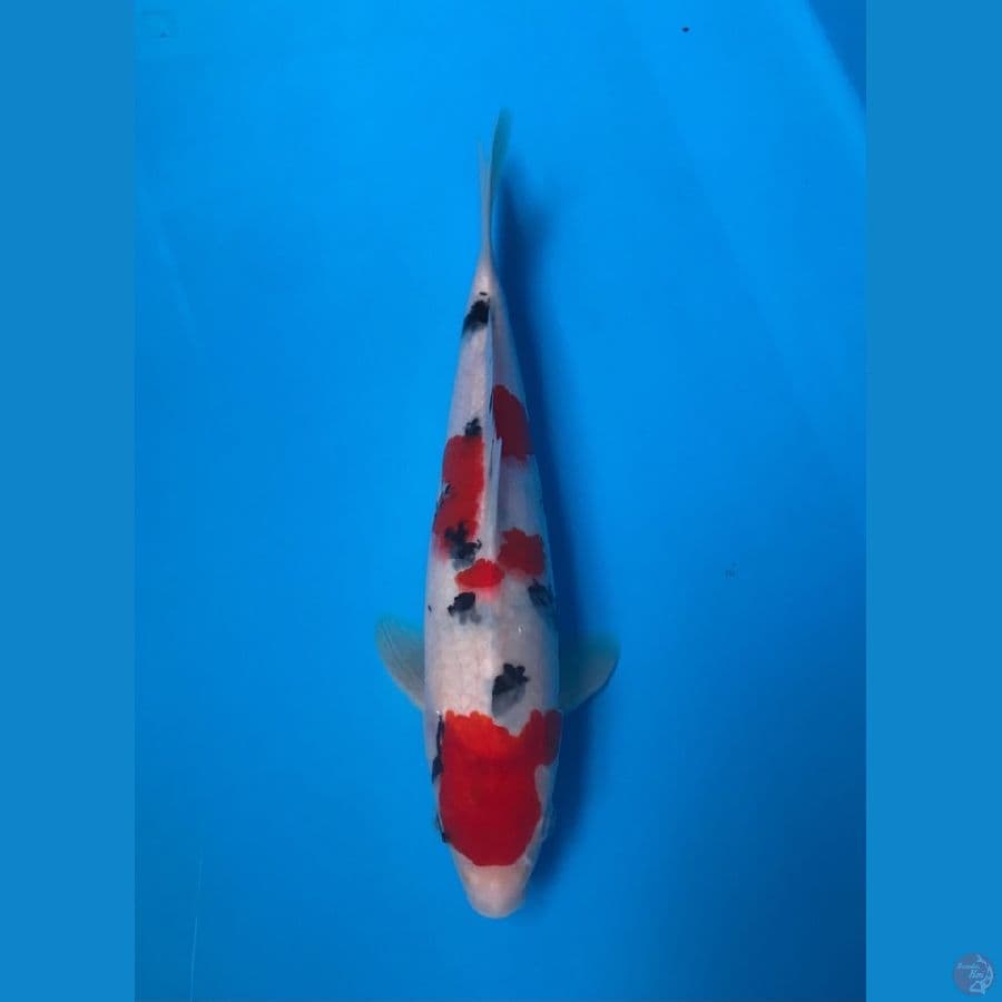 taiso san 26cm male