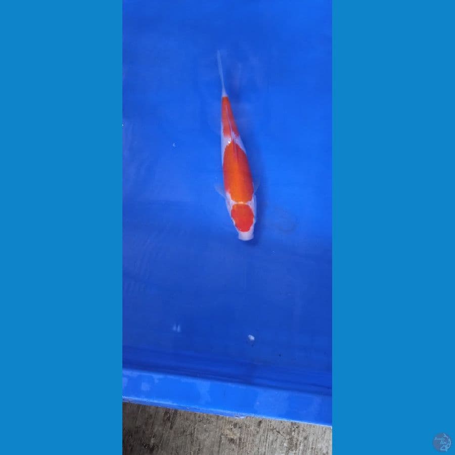 Kohaku 18 cm