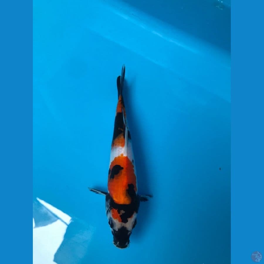 22cm