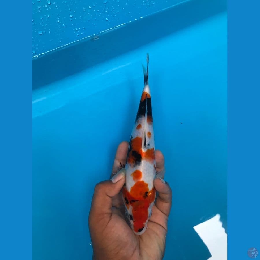 25cm