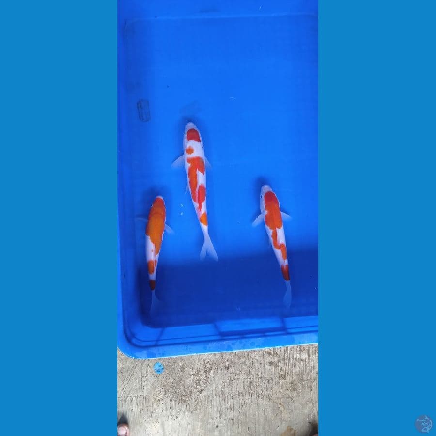 Paket Kohaku