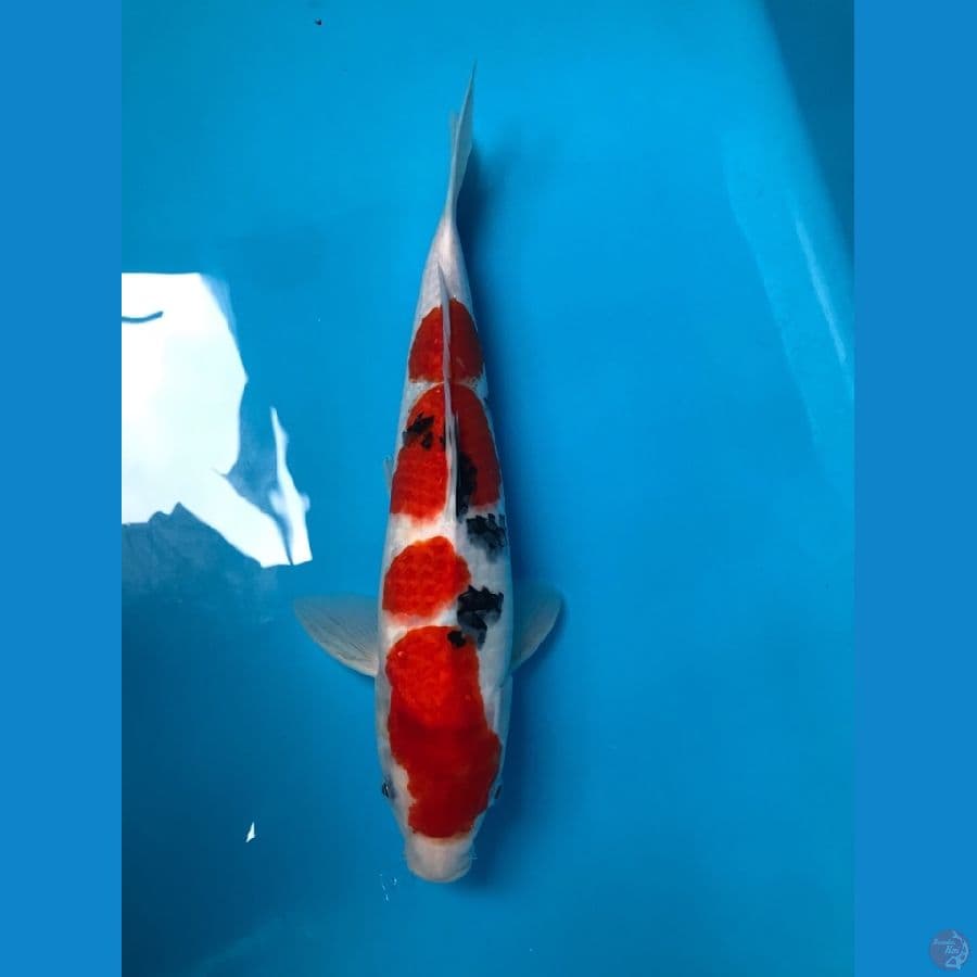 taiso san 45bu male