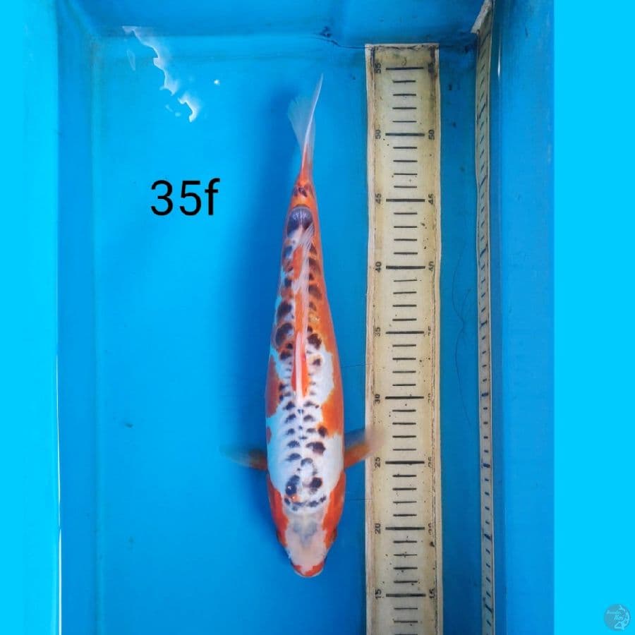 shusui, 35cm female