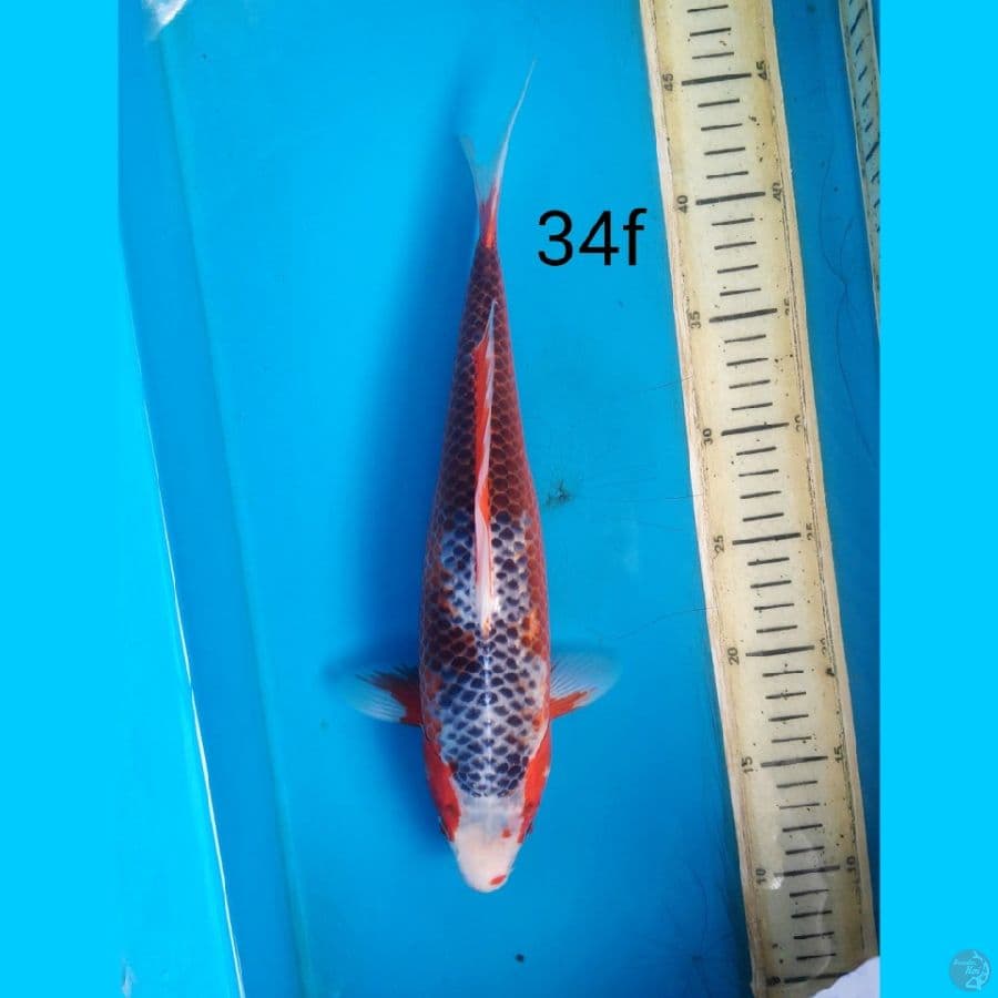 asagi, 34cm female