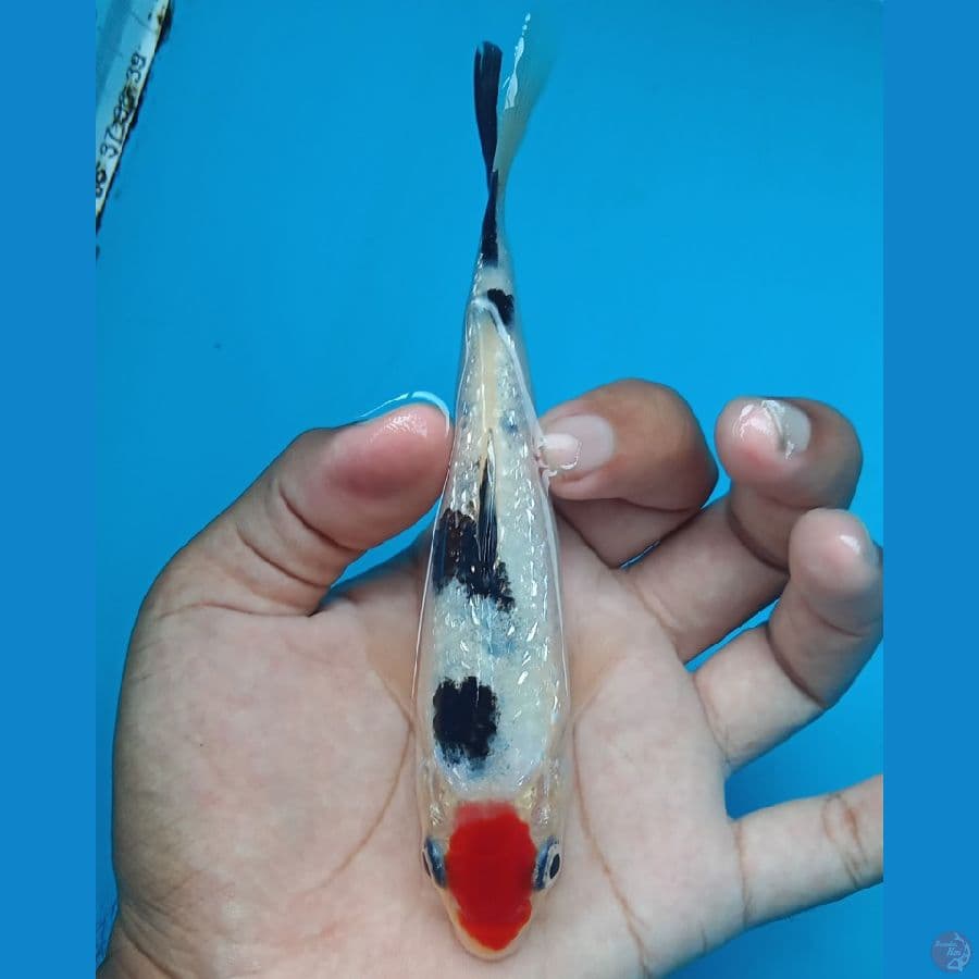 Tancho showa ginrin 16cm