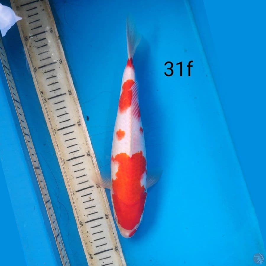 kohaku, 31cm female