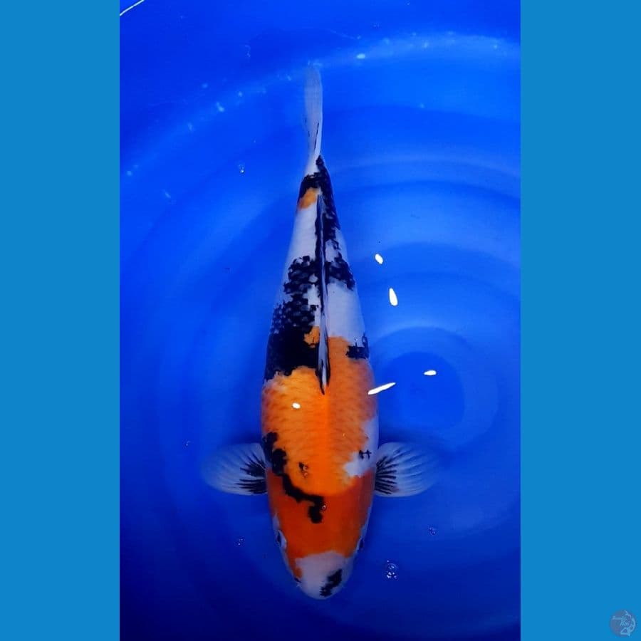 SHOWA FEMALE 45 CM
