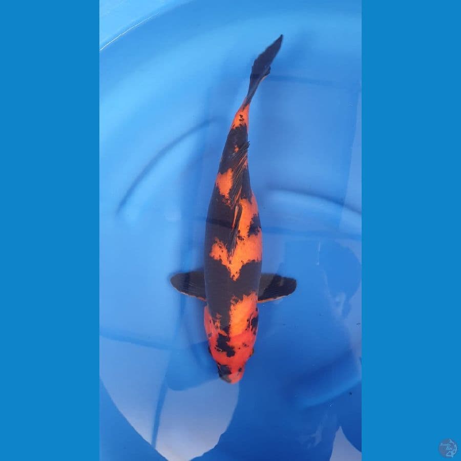 Hi Utsuri 41cm