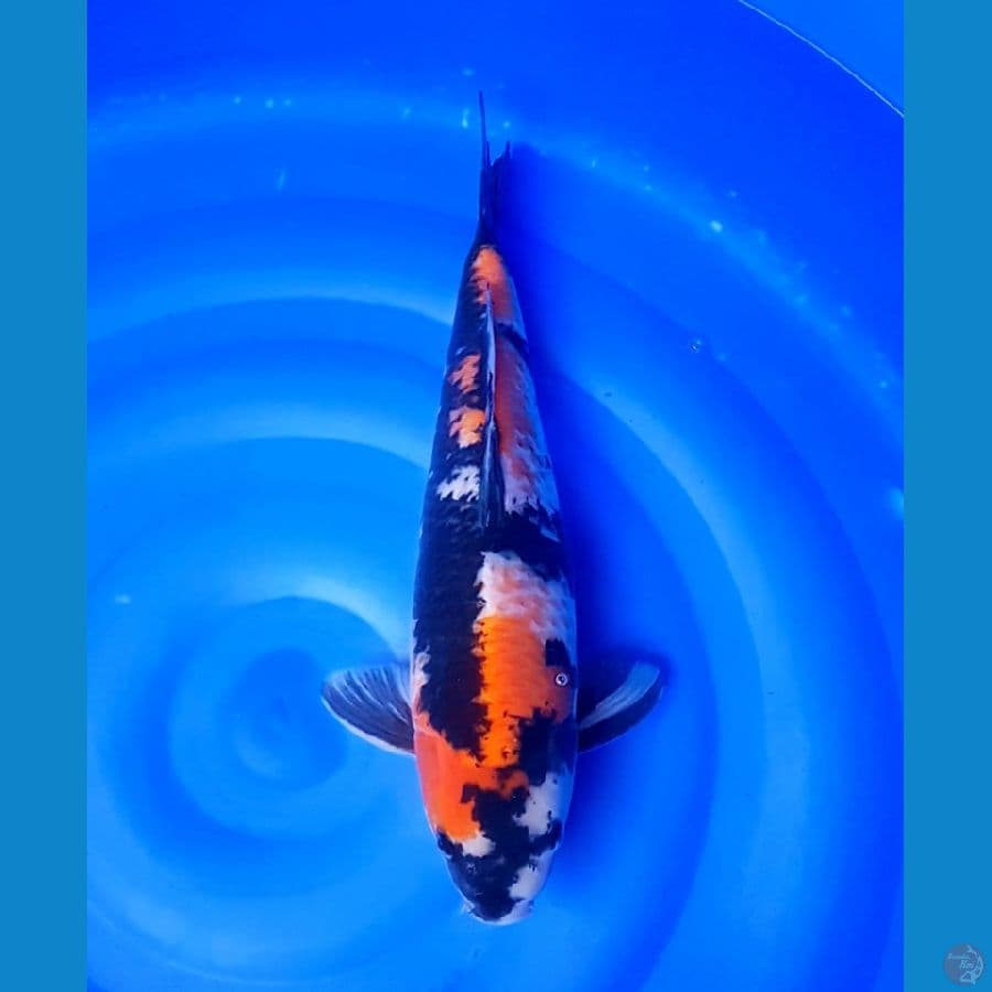 SHOWA JANTAN 45 CM