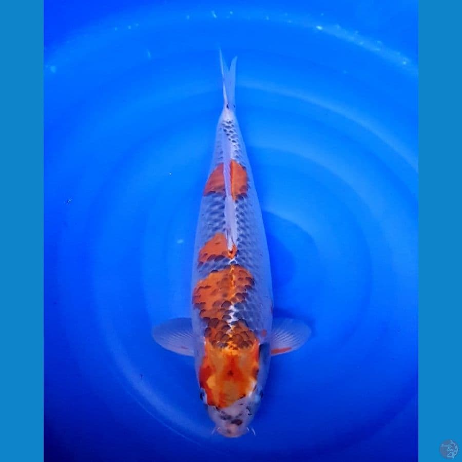 ghosiki 49 cm female