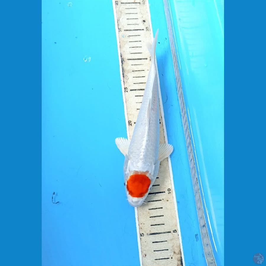 Tancho 24cm