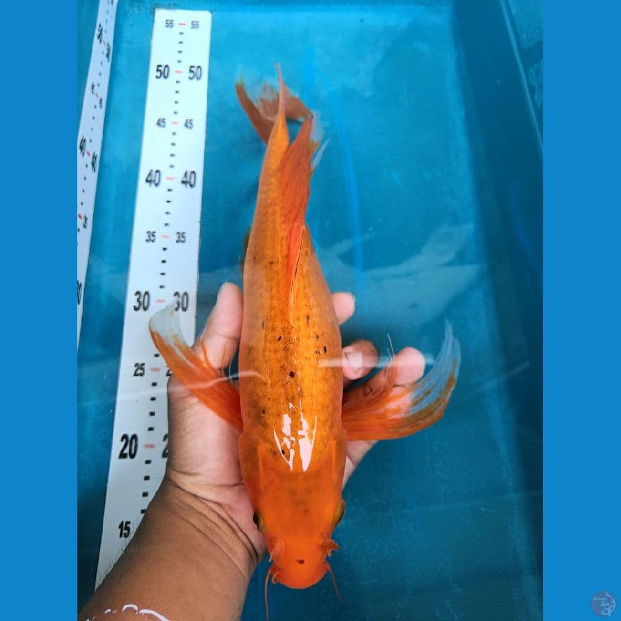 kumpay 40cm