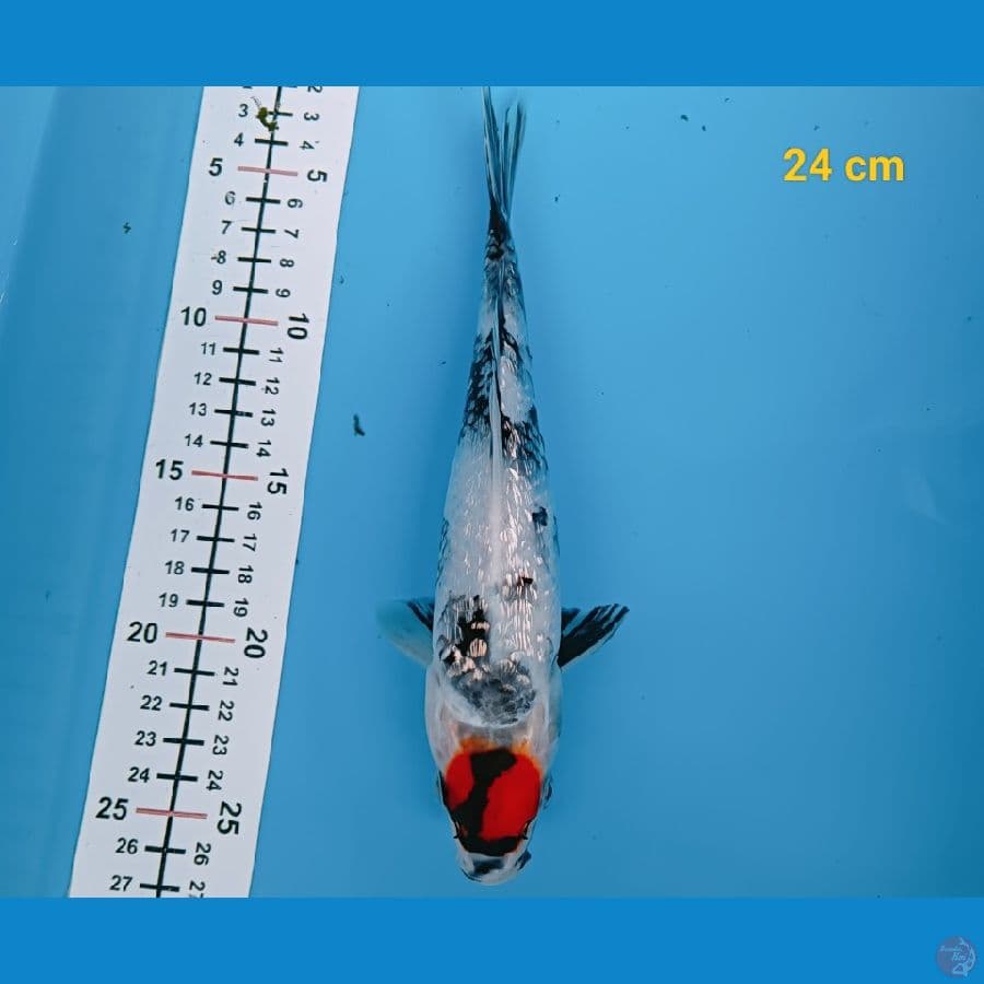 Tancho showa ginrin 24 cm