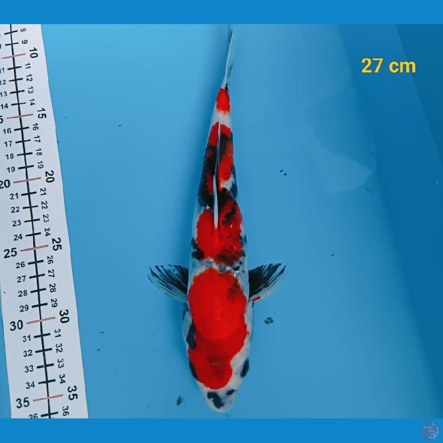 showa 27 cm