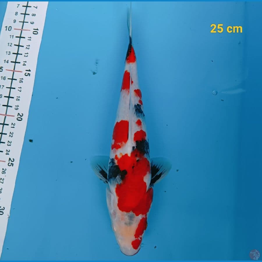 showa 25 cm