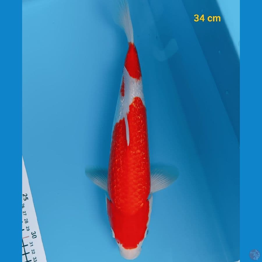 Kohaku ginrin import marusai 34 cm