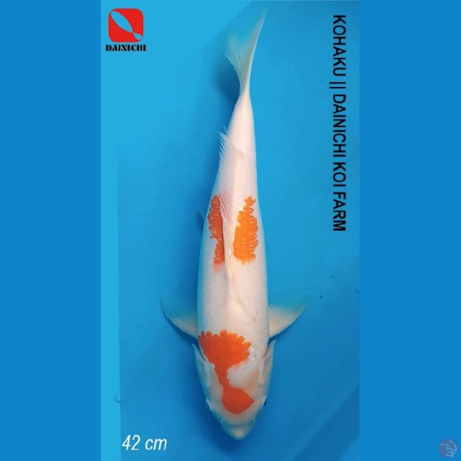 Kohaku 42cm Import Dainichi Koi Farm