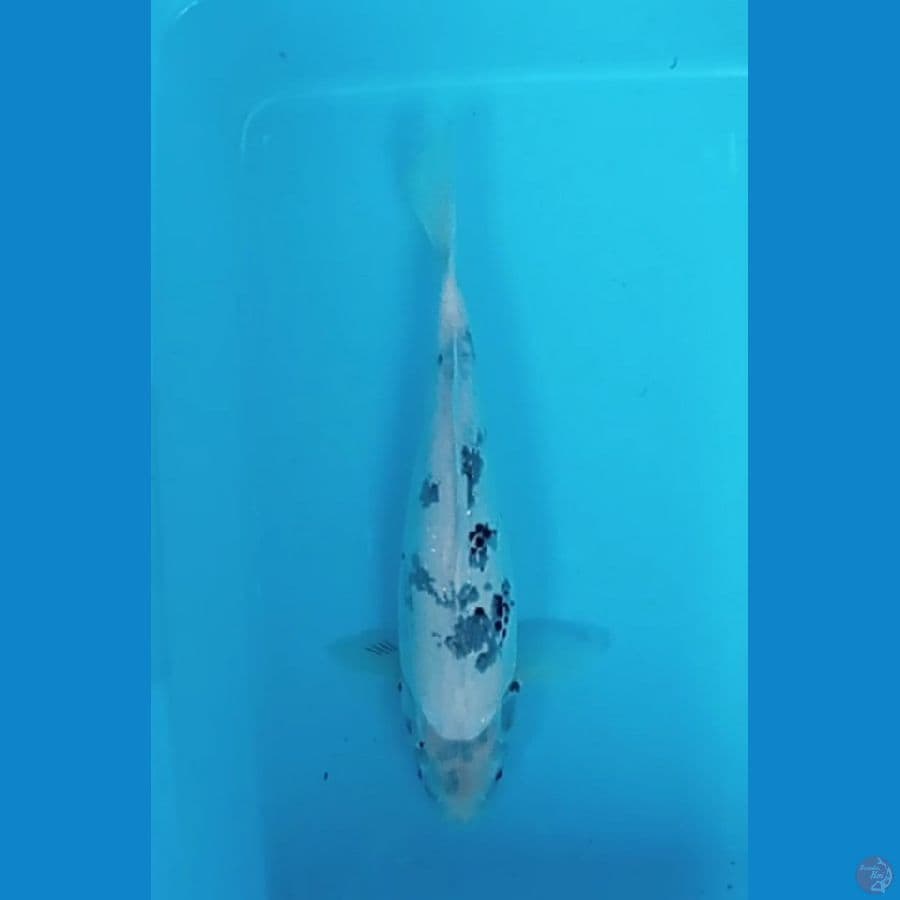 41cm Tategoi Shiro Utsuri (F)