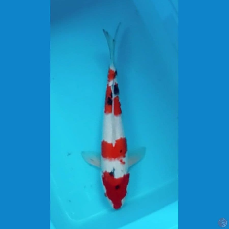 45cm Sanke (F)