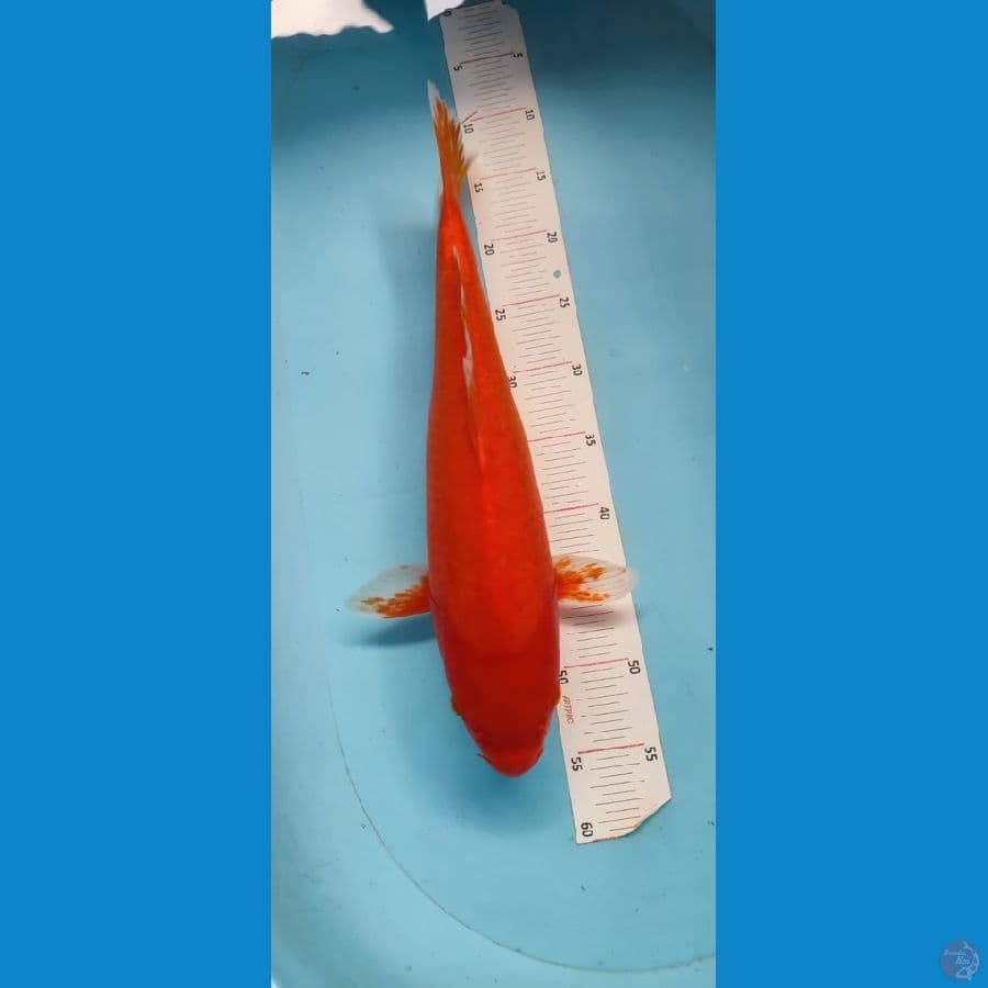 AKAHAJIRO 45CM RED STRONG