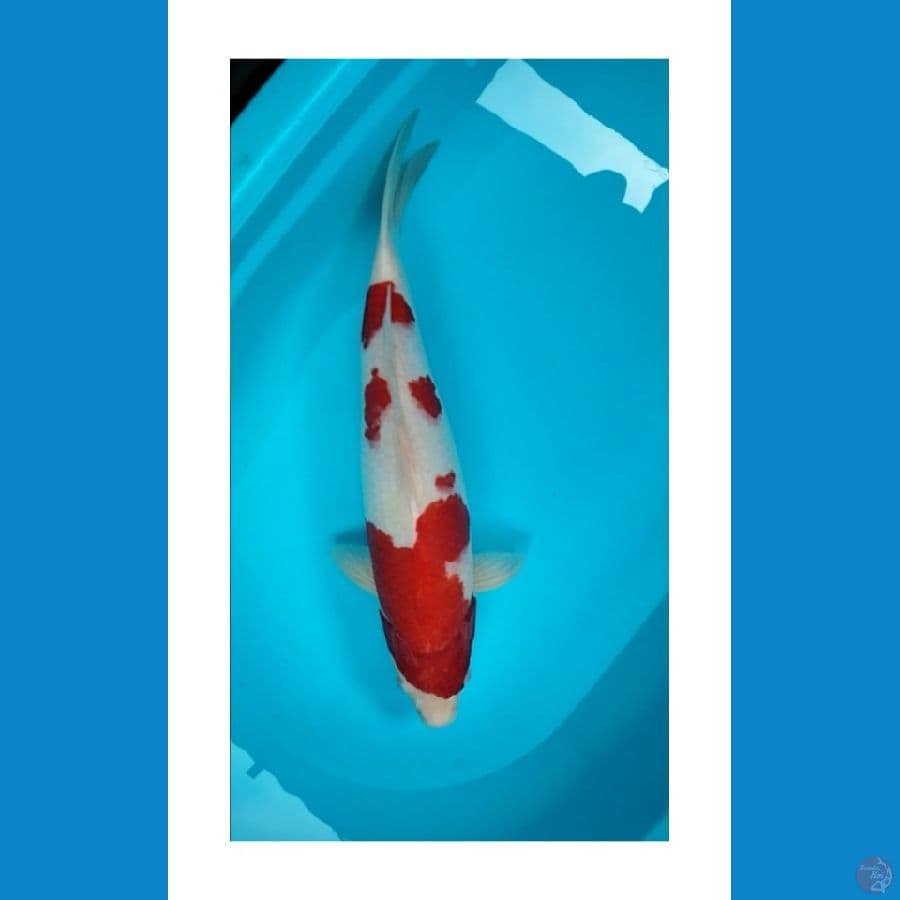 Kohaku 47cm