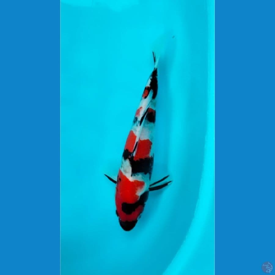 Showa Male 30cm