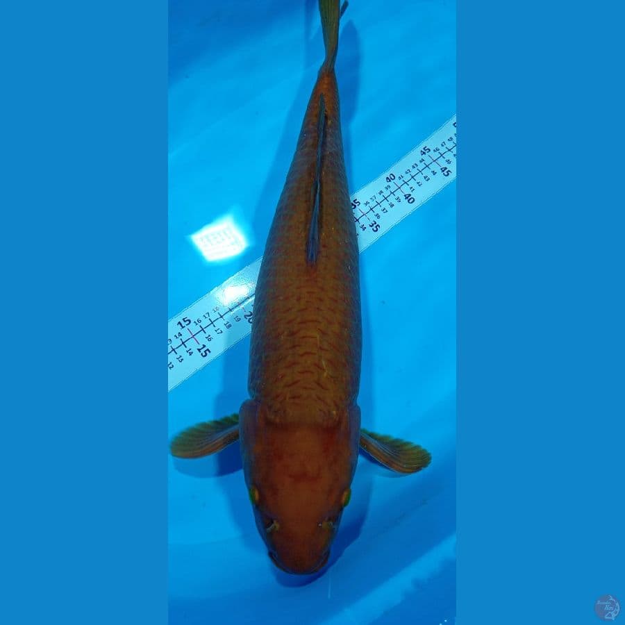 Chagoi 51CM