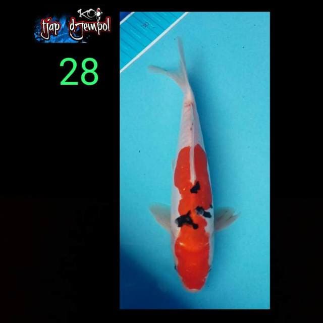 Sanke 28 cm