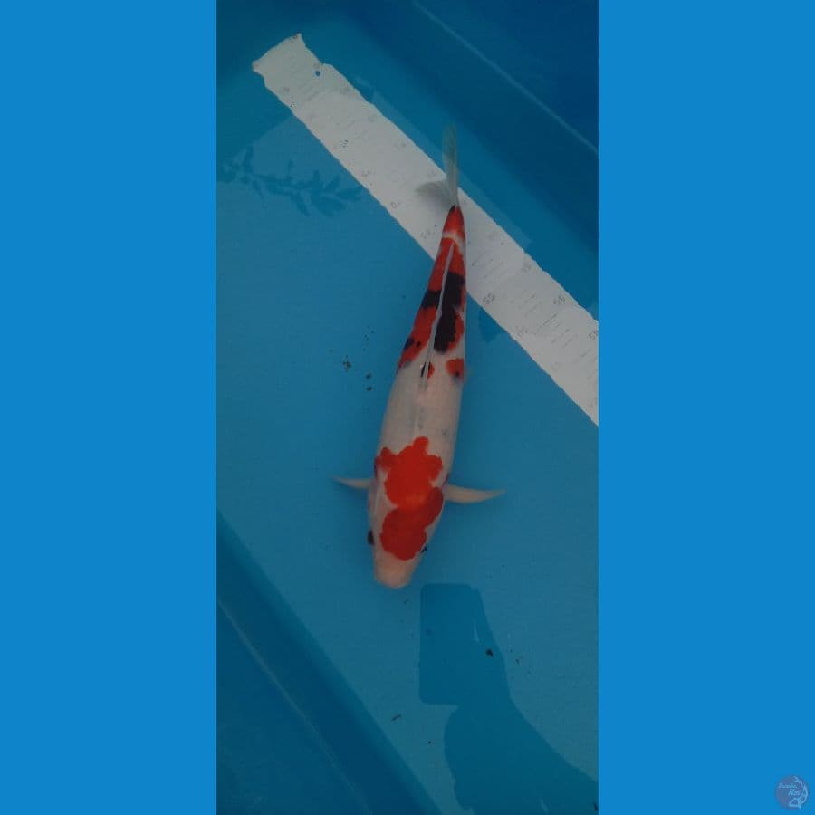 Showa red strong 45cm