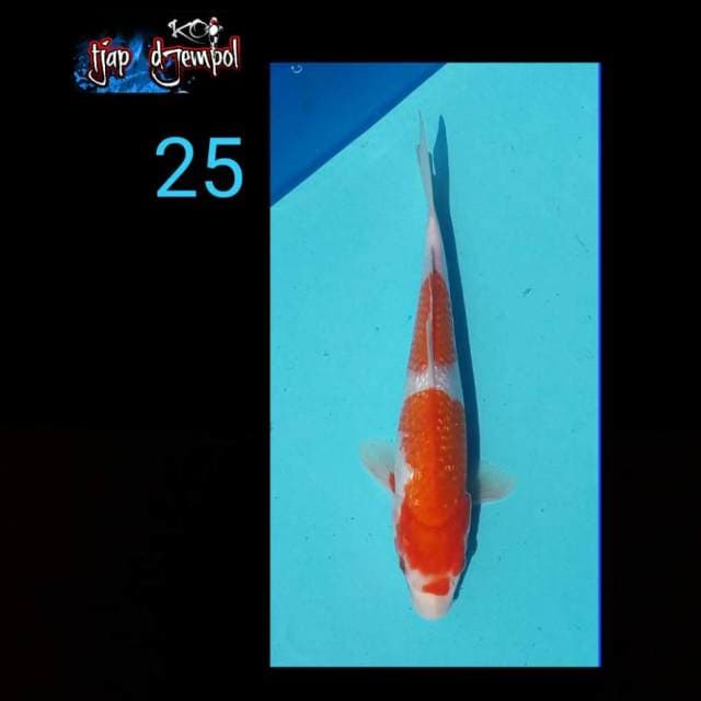 Ginrin 25 cm
