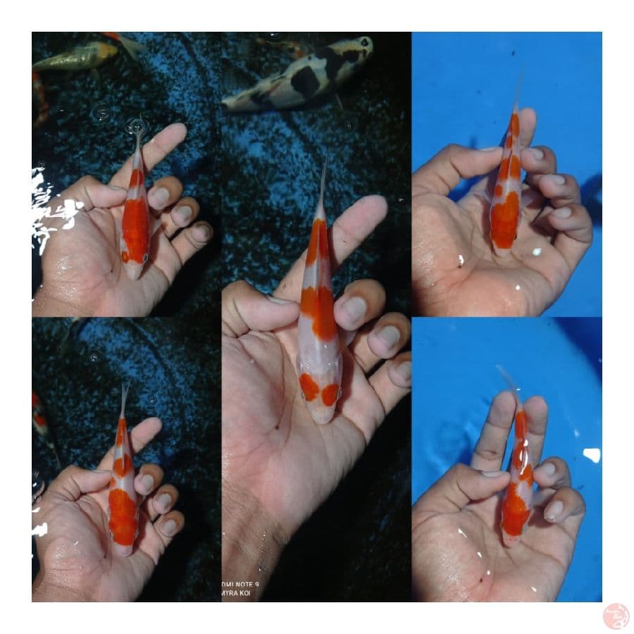 bocil kohaku