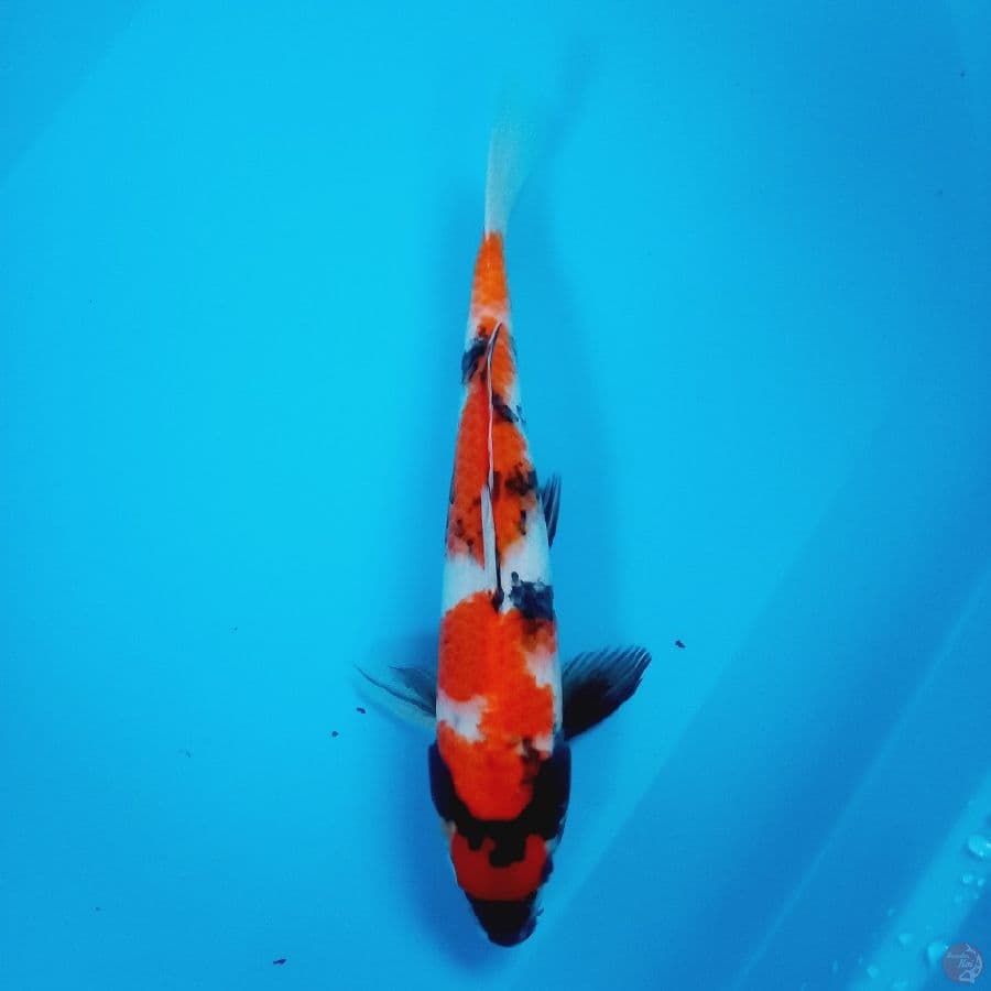SHOWA//ML 29 CM