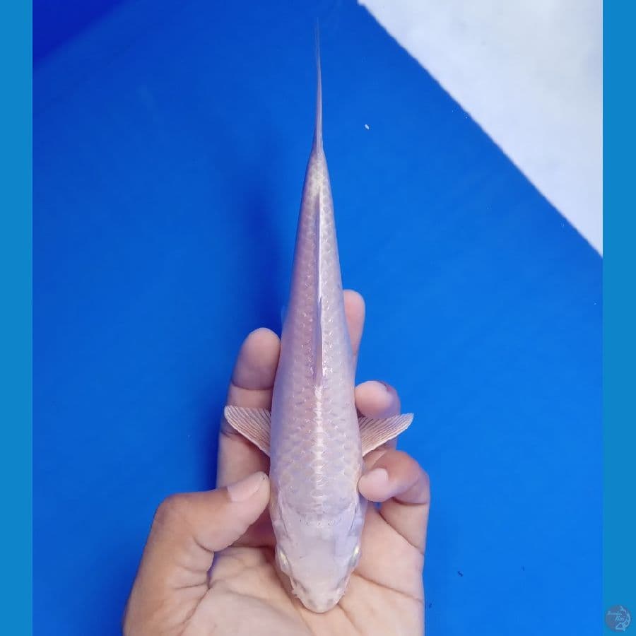MIZU - PLATINUM OGON 20CM