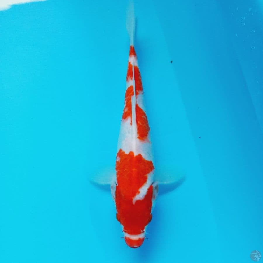 KOHAKU//ML 27 CM
