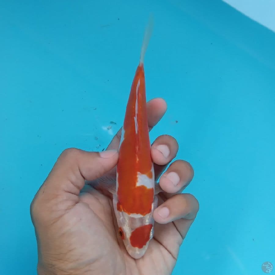MIZU - KIKUSHUI 15CM