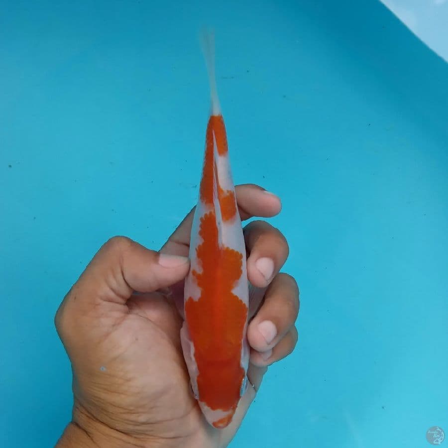 MIZU - INAZUMA KOHAKU A 17CM