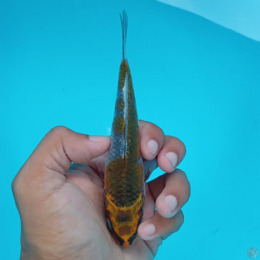 KANZEN - BENI GINGGA 14CM