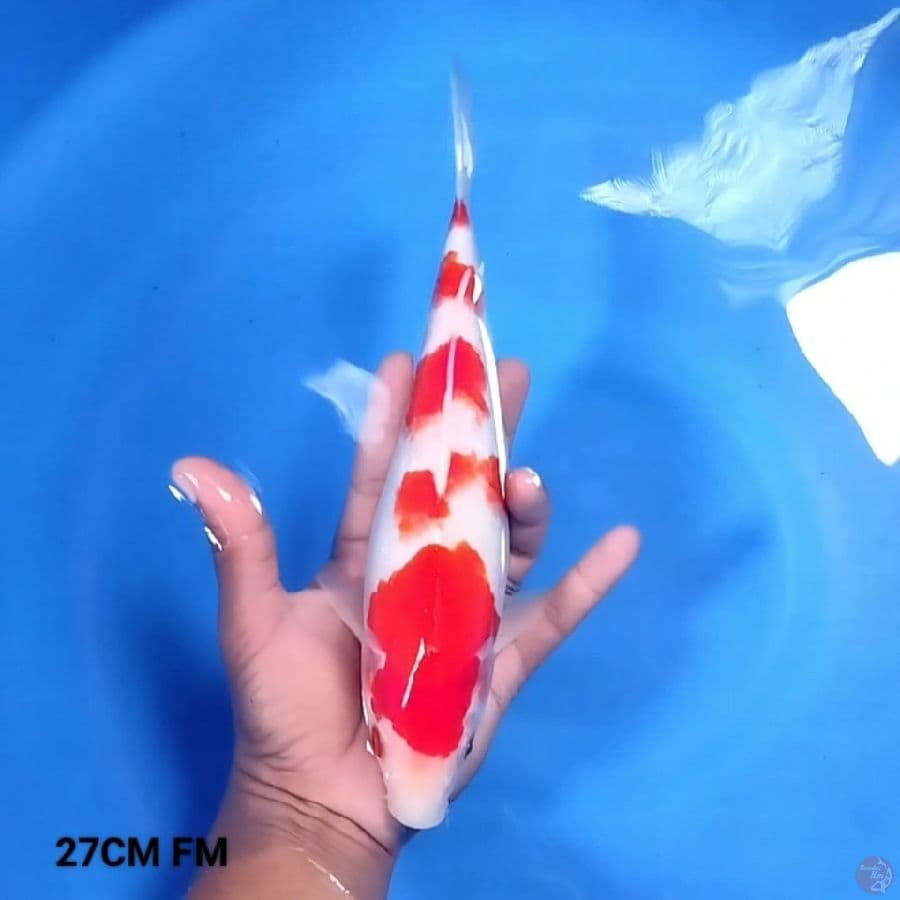 5 Step Kohaku 27CM FM