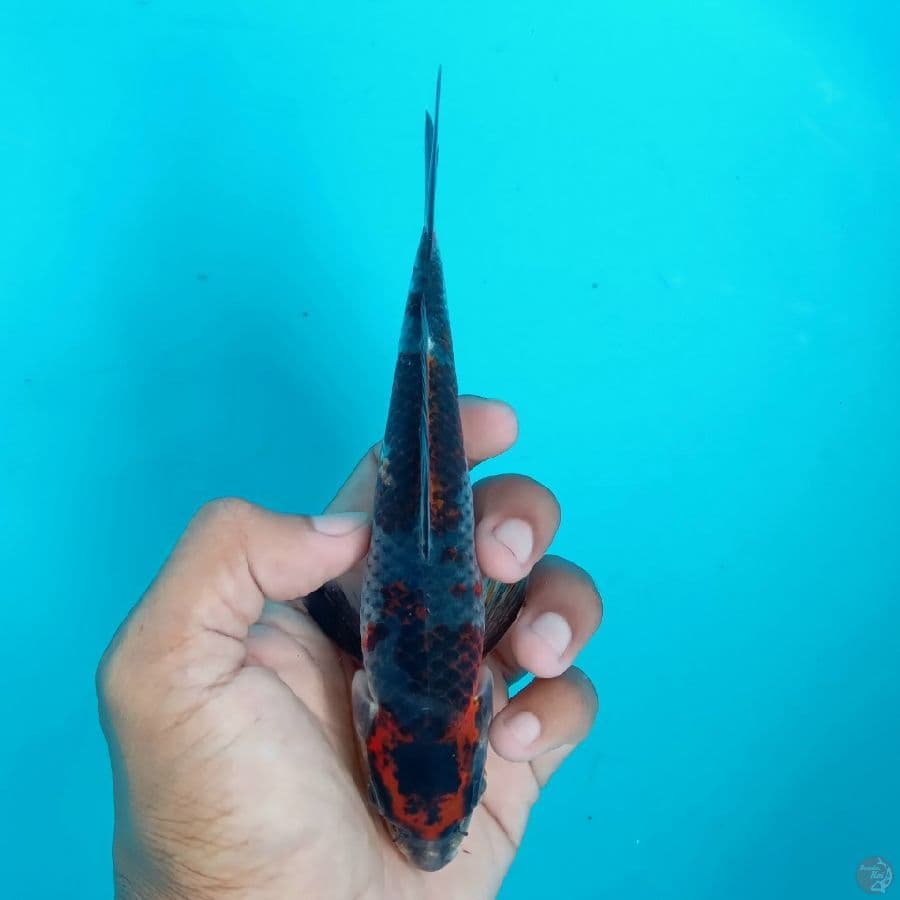 MIZU - BENI GINGGA B 17CM