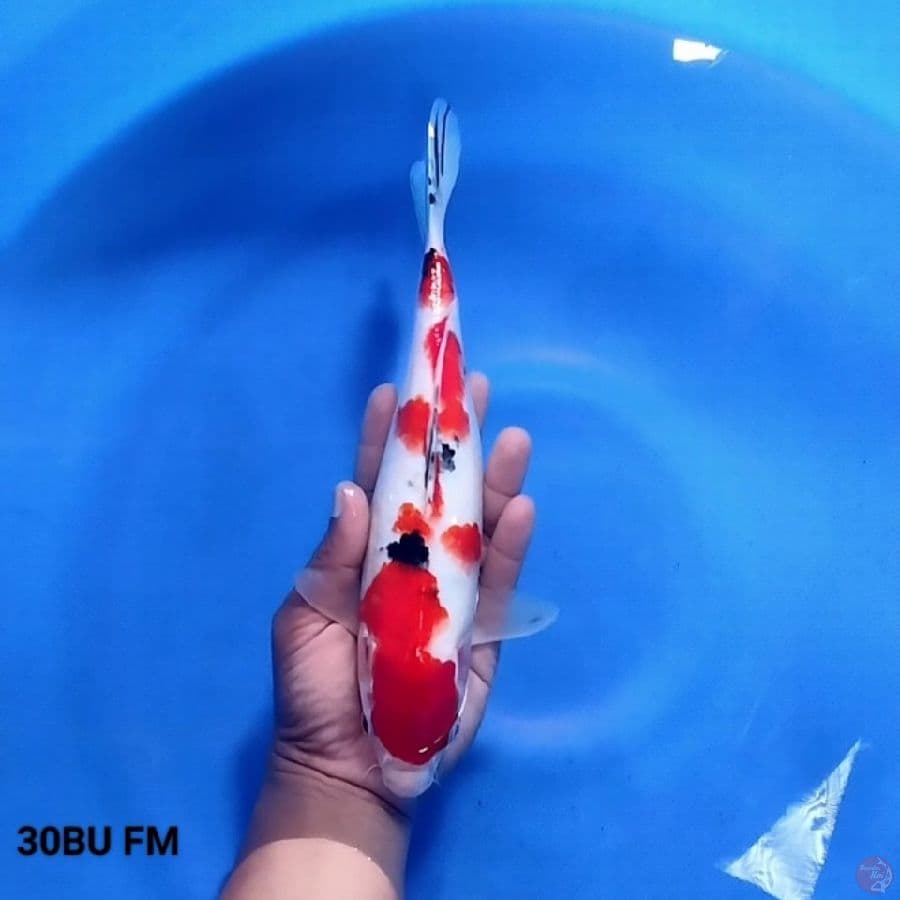 Sanke 30BU FM