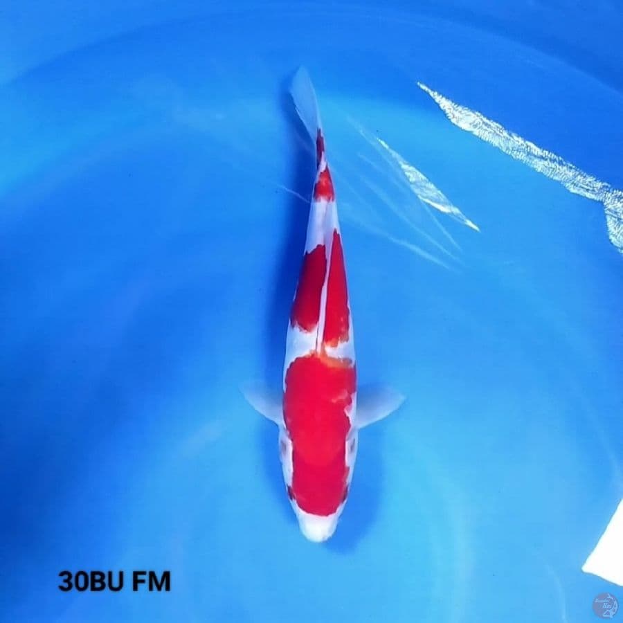 3 Step Kohaku 30BU FM