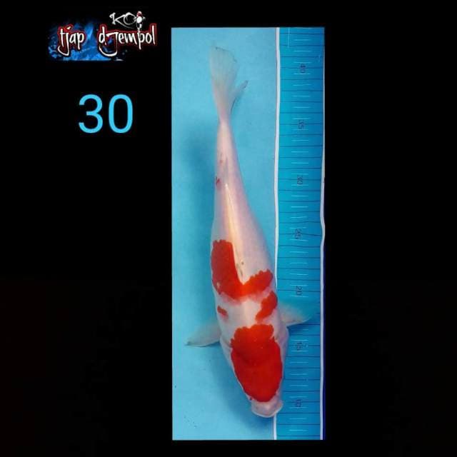 Doit 30 cm